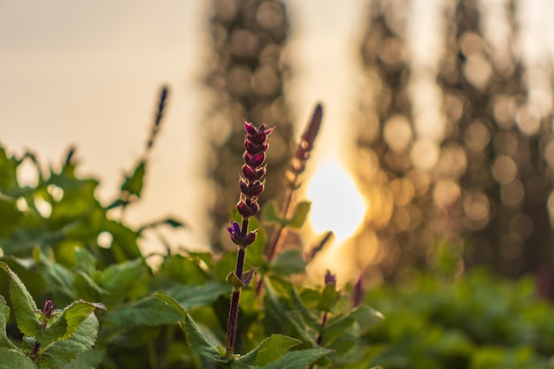 Clary sage field sunrise