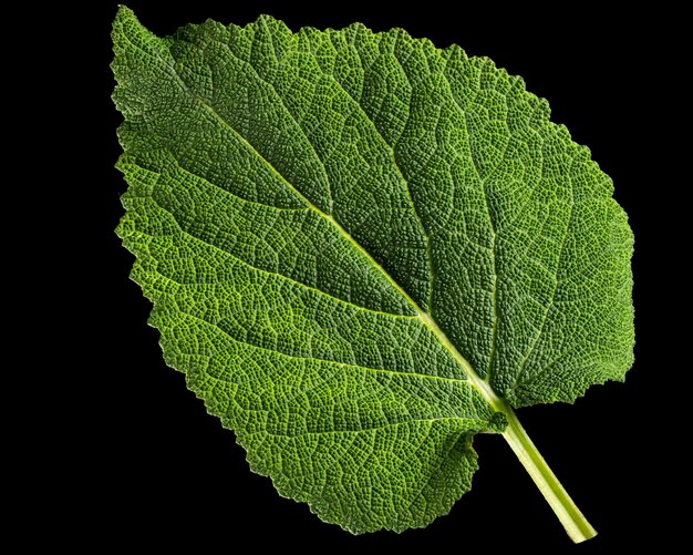 Clary sage leaf lat Salvia sclarea isolated on black background