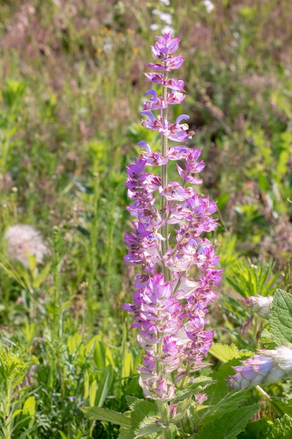 Clary sage plant in garden in summerBeautiful floral background