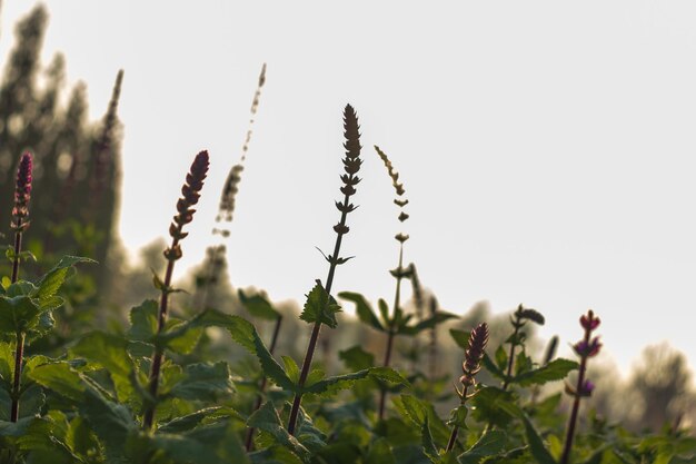 Foto clary sage veld, zonsopgang.