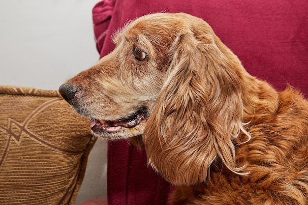 Classic canine relaxation portrait of an English Cocker Spaniel on a vintage armchair