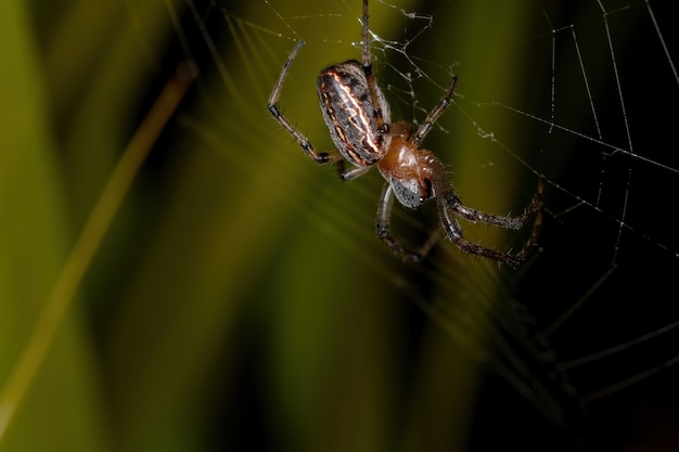 Alpaida veniliae 종의 클래식 Orbweaver