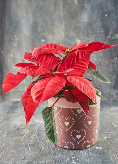 Classic red poinsettia in pot on blue concrete