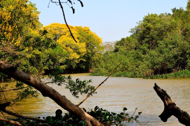 Foto il classico meraviglioso panorama di una zona umida del pantanal brasiliano