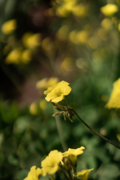 Classic yellow flower in garden