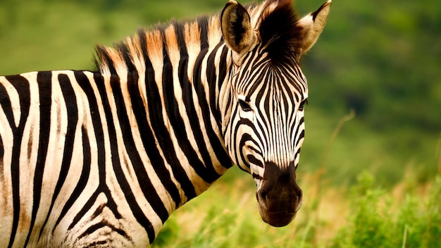 The classic zebra animal photo