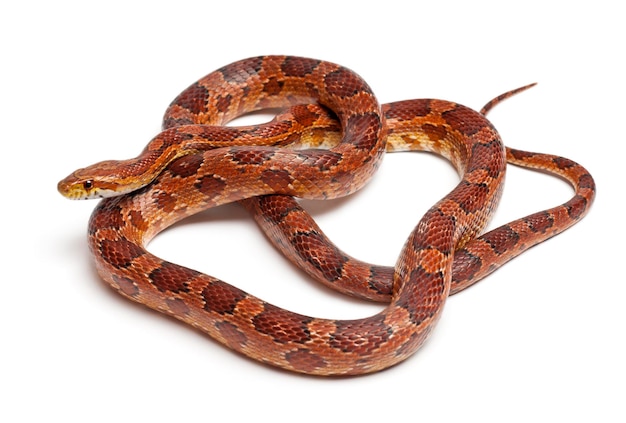 Classical Corn Snake or Red Rat Snake Pantherophis guttatus in front of white background