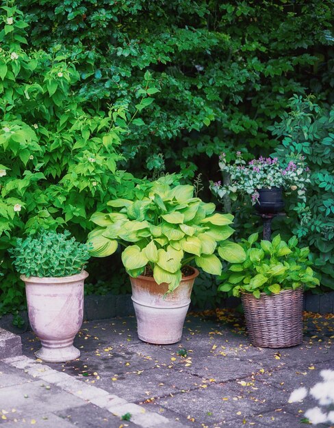 写真 庭に生えている健康な緑の植物が植えられた粘土と籐の鉢緑豊かな有機花で満たされた静かで静かな植物園は、春の間に耕作された美しい生態系に咲きます