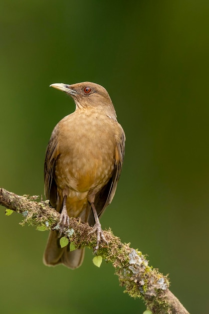 Claycolored Thrush Turdus grayi Costa Rica