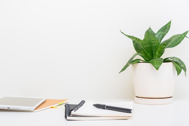 Clean image of a large leaf house plant in a gray room on a white background