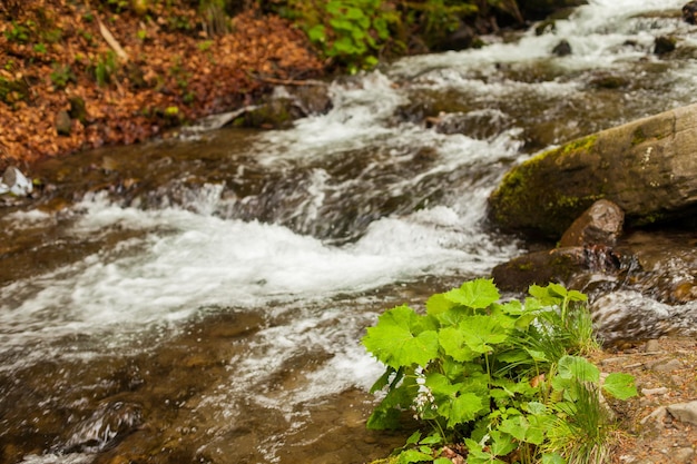 Clean river with stones is flowing downstream on the background of green nature.