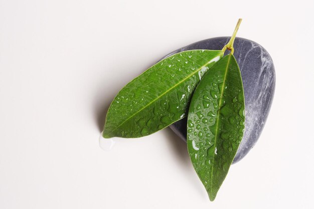 Clean shot of the young leaf with water drop on pebble