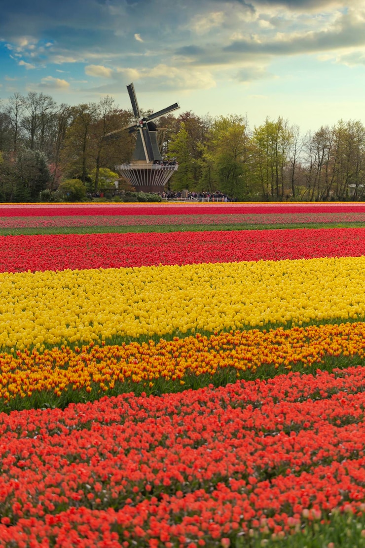 Photo clean the tulips in the netherlands