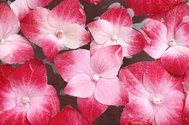 Clean water and hortensia flowers close up