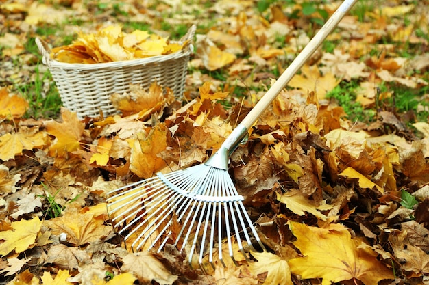 Photo cleaning of autumn leaves on a green lawn