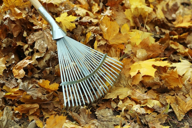 Cleaning of autumn leaves in park