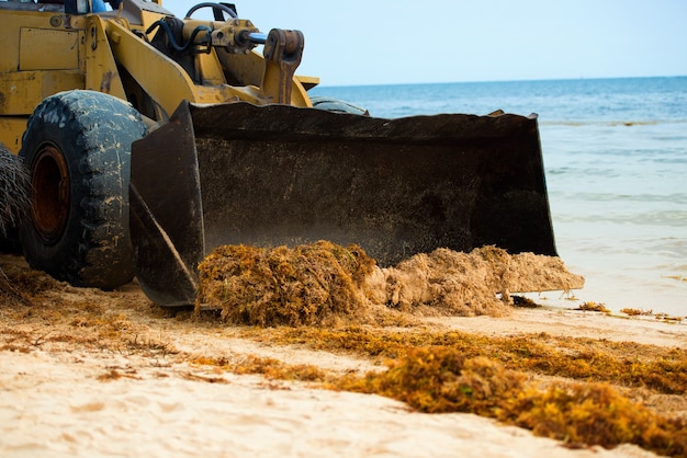 Photo cleaning the beach from algae with a tractor and dumper.