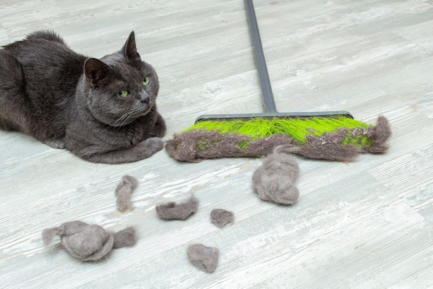 Cleaning cat hair, fur with mop, brush and dustpan