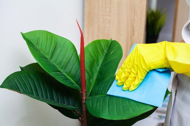 Cleaning company worker cares for a plant