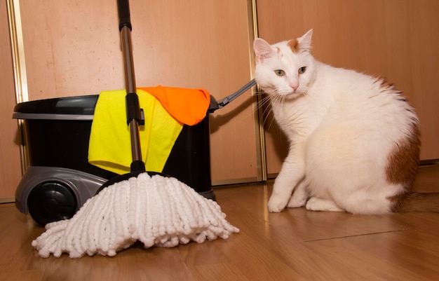 Cleaning of a dwelling white mop in a bucket on the floor white cat cleaning wool