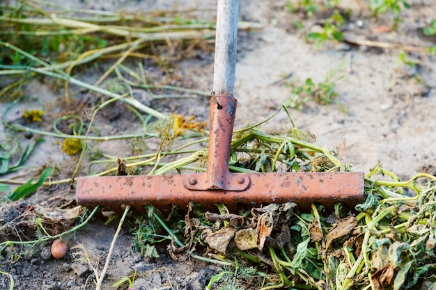 Cleaning of garden from dried plants by rake