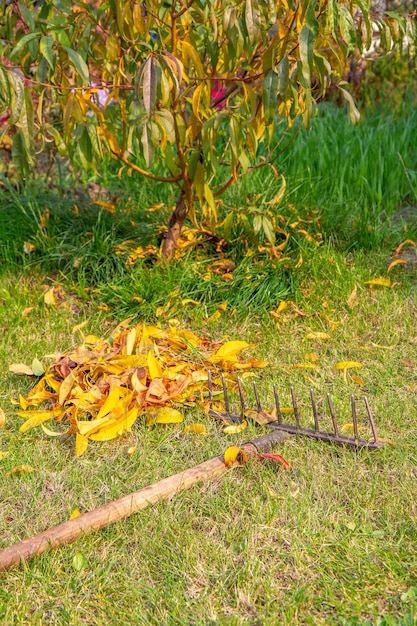 Cleaning the garden with the rake in autumn