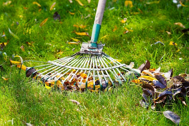 Cleaning green lawn from fallen leaves