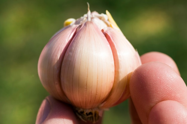 Pulizia della testa di aglio maturo dalla pelle, tavolo da cucina durante la cottura degli alimenti, primo piano