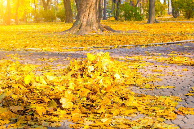 Cleaning in the park - heap of autumn yellow leaves on ground