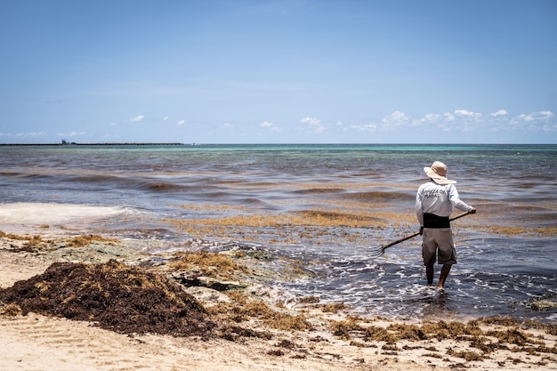 Pulizia delle alghe sargassum a playa del carmen in messico