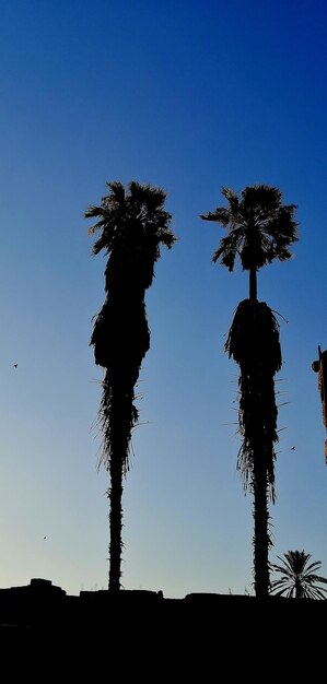 Clear blue sky against high palm trees and buildings at egypt