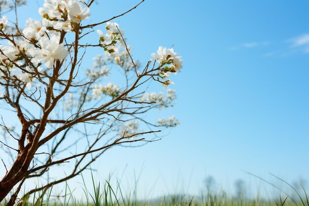 Clear blue sky frames a trees intricate branches white flowers