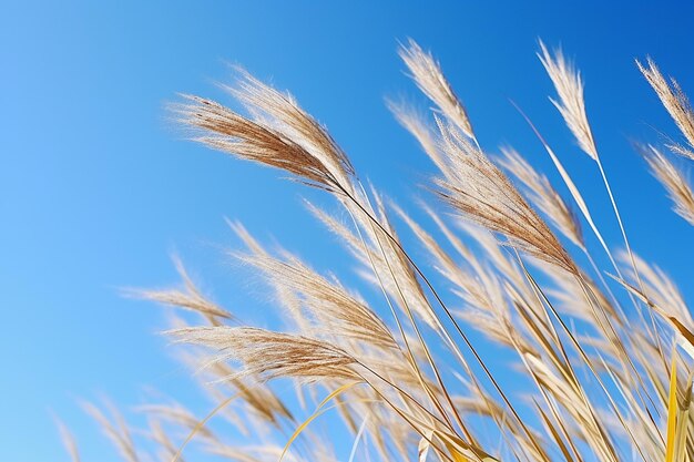 Clear Blue Sky Summer Day