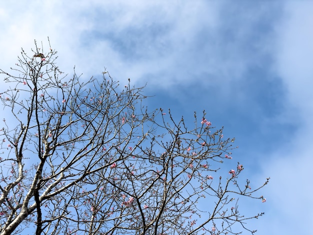 冬の澄んだ空と桜
