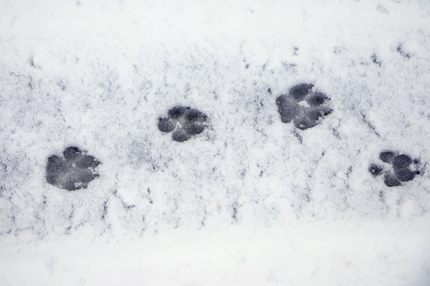 Photo clear traces of a dog on wet snow