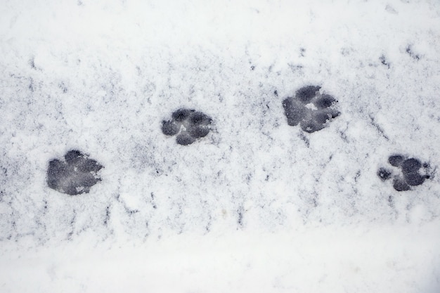 Tracce evidenti di un cane sulla neve bagnata