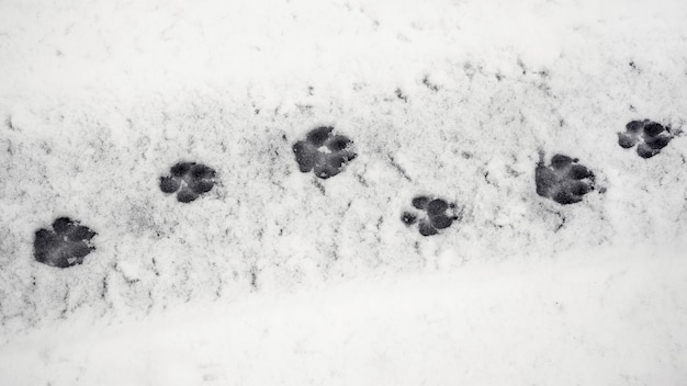 Photo clear traces of a dog on wet snow