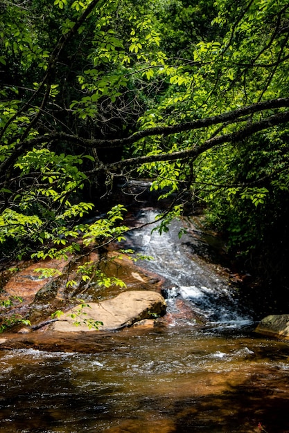 Clear water flowing on the stream near green plants