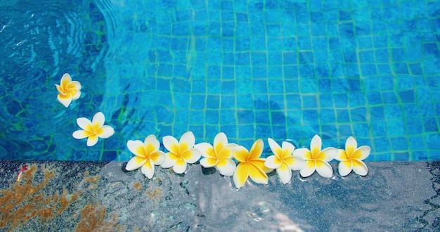 Clear water in the pool and flowers Blue background with fresh white frangipani plumeria floating Closeup footage Relax calm spa concept