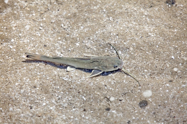 clear water to see fish