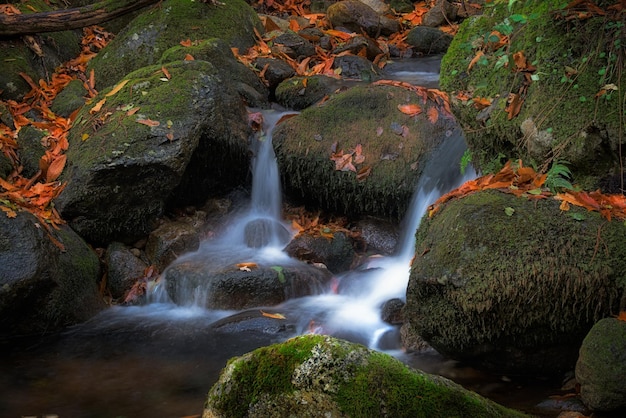 スペイン、エストレマドゥーラエルバスの森の澄んだ水流
