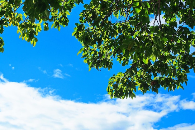 Cleared blue sky with white cloudy and bright green tree branches in focus