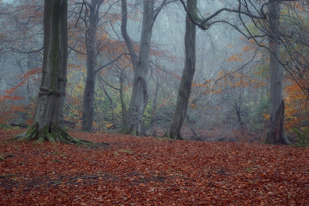 Radura nei boschi nebbiosi in autunno polkemmet country park west lothian scozia