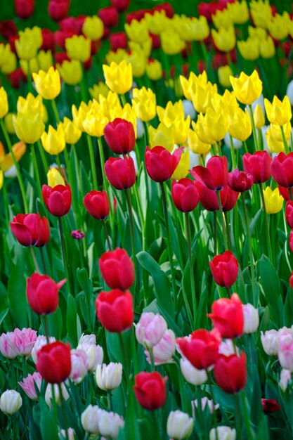 Clearing met kleurrijke tulpenFloral zomer achtergrond