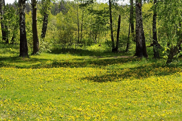 夏の朝、モスクワ地方ロシアでタンポポが生い茂った開拓地