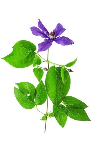 clematis branch with green leaves and blue flowers isolate on a white background