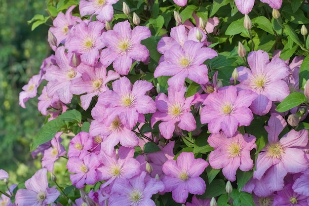 Clematis Comtesse de Bouchaud in garden