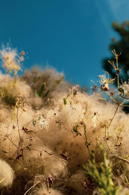 clematis drummondii fluffy white bushes Autumn season sunlight reflectionmultiple different angles texas virgin bower buttercup family ranunculaceae old man beard barba de chivato