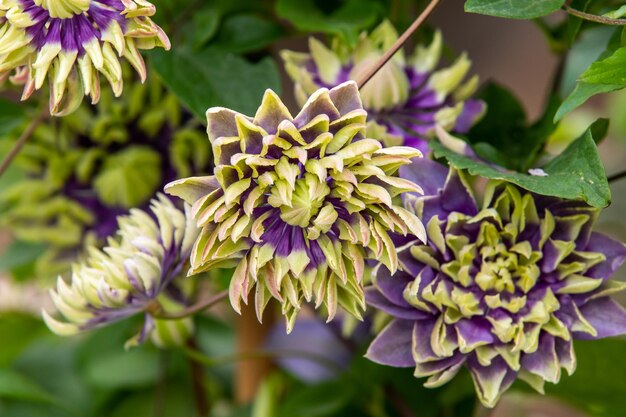 Clematis florida taiga