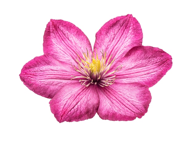 클레마티스 꽃 머리가 분리되었습니다. 핑크 꽃